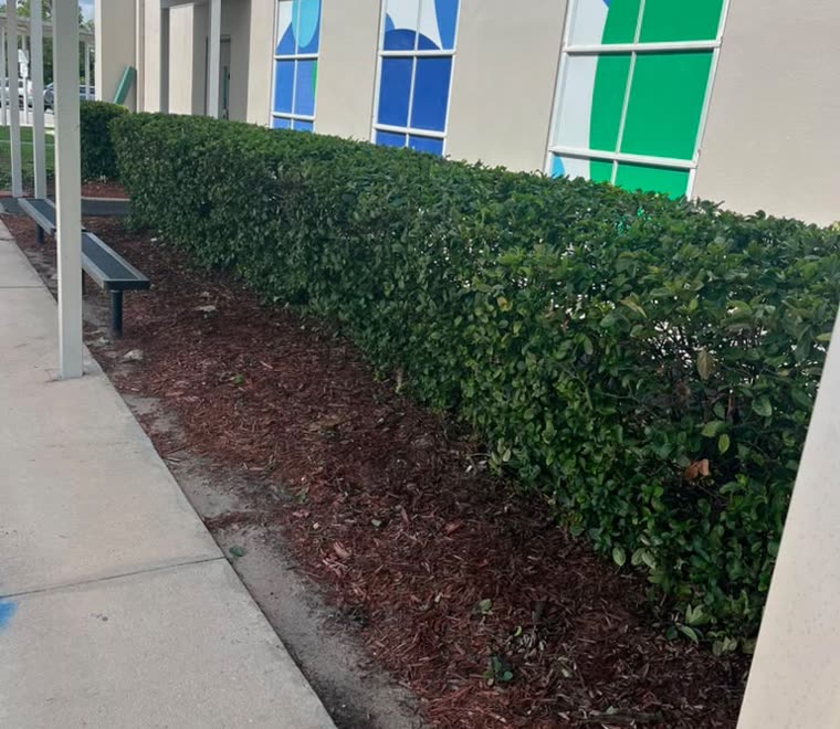 Crisp straight hedge line along a school building